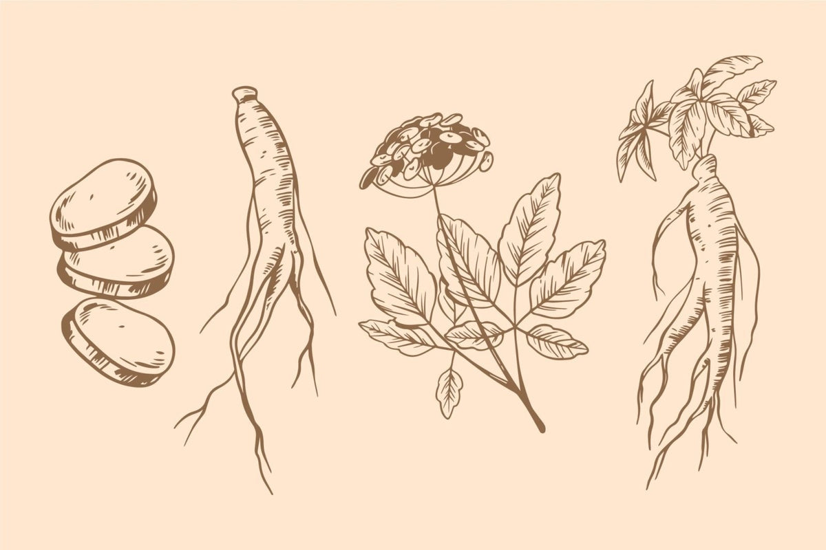Wat doet ashwagandha? Werking en voordelen - Kosso Nutrition | Kwaliteit = prioriteit