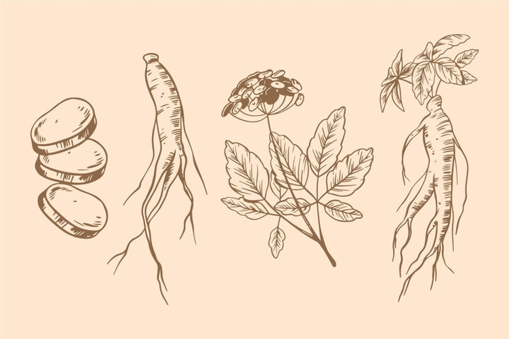 Wat doet ashwagandha? Werking en voordelen - Kosso Nutrition | Kwaliteit = prioriteit