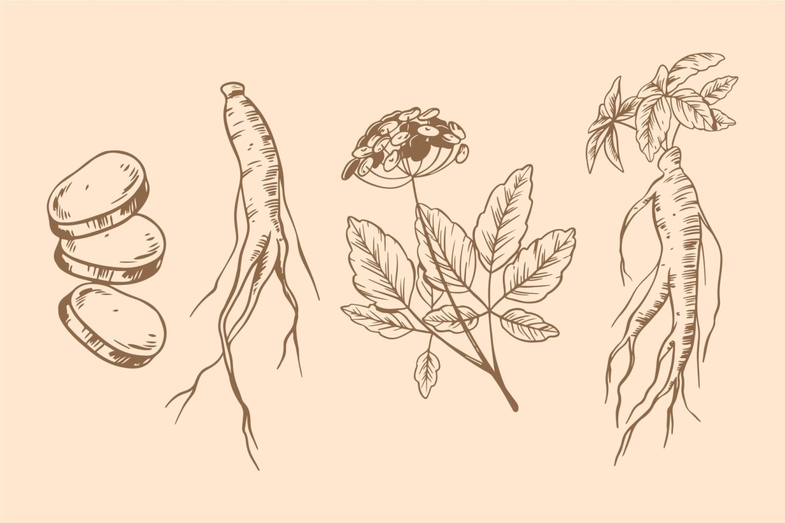 Wat doet ashwagandha? Werking en voordelen - Kosso Nutrition | Kwaliteit = prioriteit