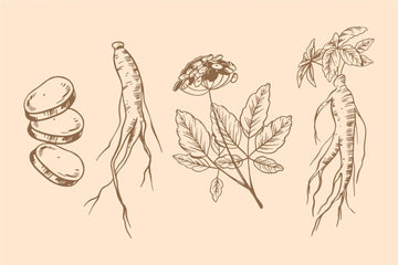 Wat doet ashwagandha? Werking en voordelen - Kosso Nutrition | Kwaliteit = prioriteit