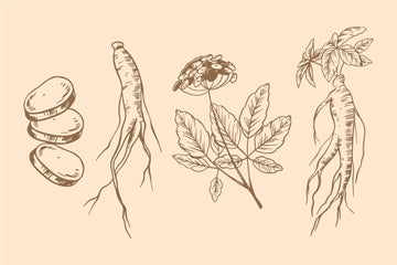 Wat doet ashwagandha? Werking en voordelen - Kosso Nutrition | Kwaliteit = prioriteit